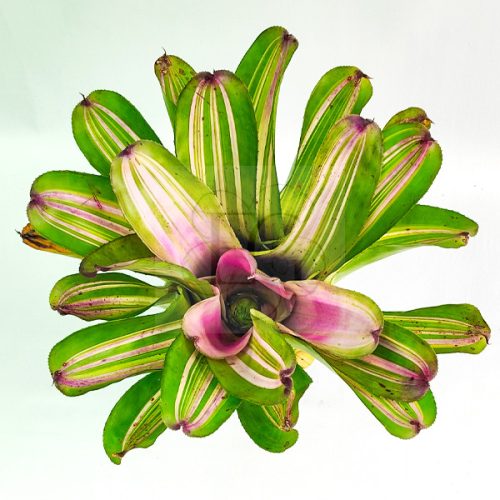 Neoregelia Paula X DeRolf 