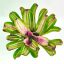 Neoregelia Paula X DeRolf 