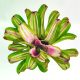 Neoregelia Paula X DeRolf 