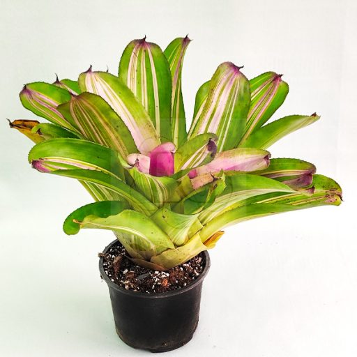 Neoregelia Paula X DeRolf 