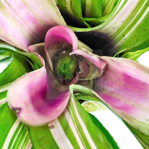 Neoregelia Paula X DeRolf 