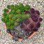 Sempervivum mix tál/3 fajta kövirózsa tálban 