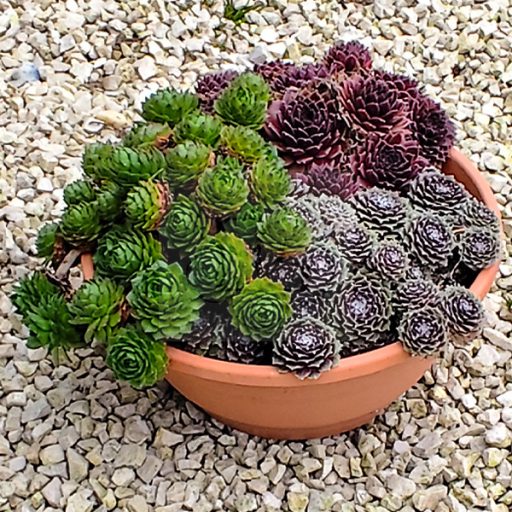 Sempervivum mix tál/3 fajta kövirózsa tálban 