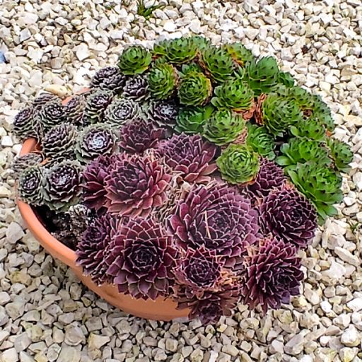 Sempervivum mix tál/3 fajta kövirózsa tálban 