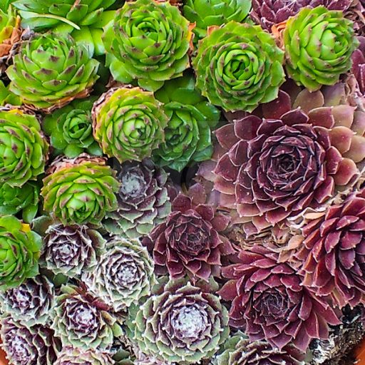 Sempervivum mix tál/3 fajta kövirózsa tálban 