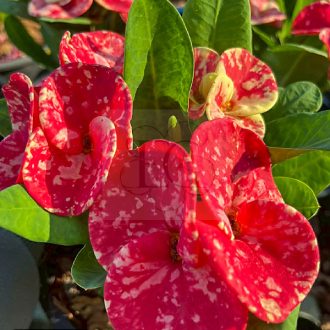 Euphorbia milii "Chid Chan" (A50)