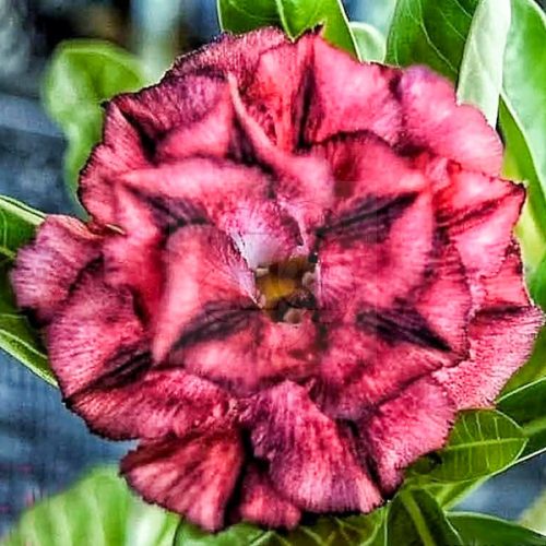 Adenium obesum (S-42)