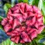 Adenium obesum (S-42)