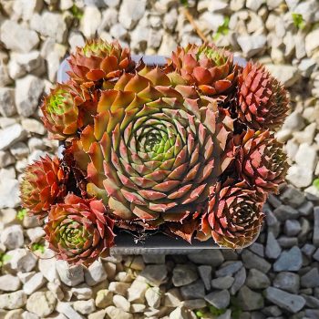 Sempervivum sp.17-Kövirózsa Sempervivum sp.17-Kövirózsa