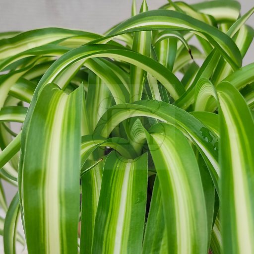 Chlorophytum-csokrosinda