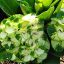 Euphorbia milii "Snow Green-1"(52)