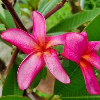 Plumeria rubra "Dtaeng Mo" 