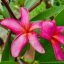 Plumeria rubra "Dtaeng Mo" 