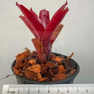 Neoregelia Fireball F2