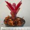 Neoregelia Fireball F2