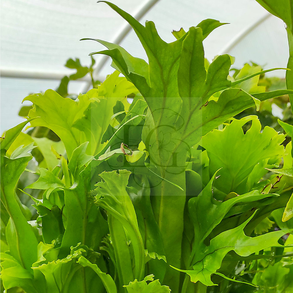Asplenium Nidus "Crissie" - Egzoticplant webshop