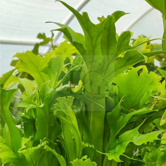 Asplenium Nidus "Crissie"