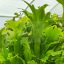 Asplenium Nidus "Crissie"