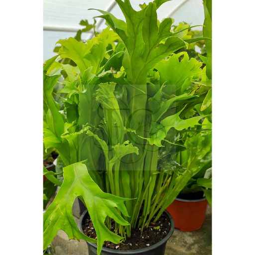 Asplenium Nidus "Crissie"
