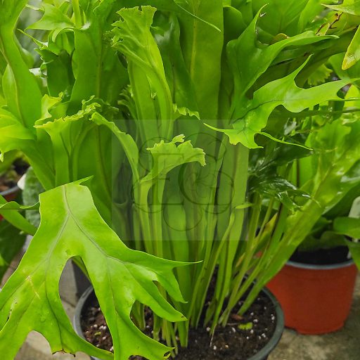 Asplenium Nidus "Crissie"