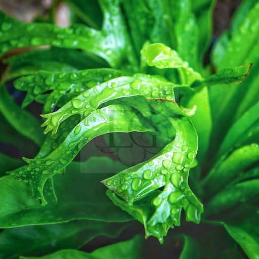 Asplenium Nidus "Crissie"