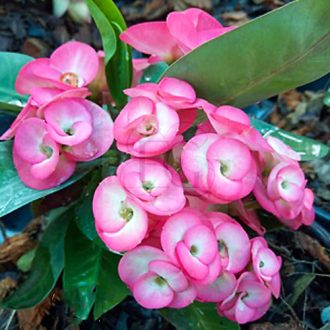 Euphorbia milii "Sweet Home" (19)