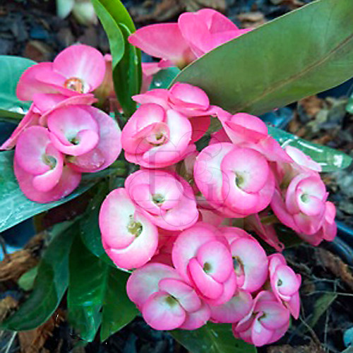 Euphorbia milii "Sweet Home" (19)