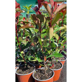   Photinia fraseri "Red Robin"-Vörös Korallberkenye