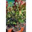 Photinia fraseri "Red Robin"-Vörös Korallberkenye