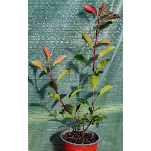 Photinia fraseri "Red Robin"-Vörös Korallberkenye