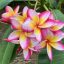 Plumeria rubra "Magic Lotus" magok