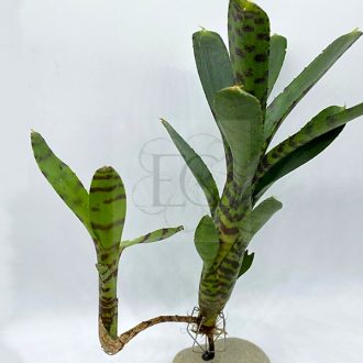 Neoregelia Akeso 