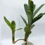 Neoregelia Akeso 
