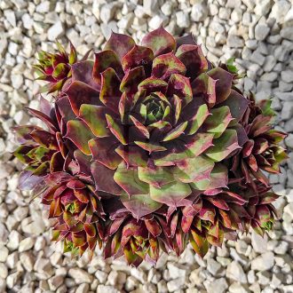 Sempervivum sp.04/Nagy-Kövirózsa