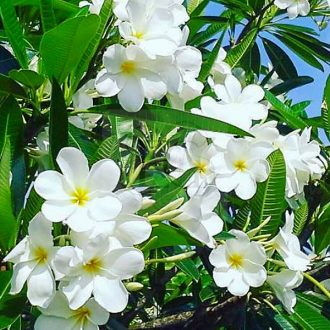 Plumeria Obtusa "Hong Kong Obtusa" "15"