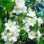 Plumeria Obtusa "Hong Kong Obtusa" "15"
