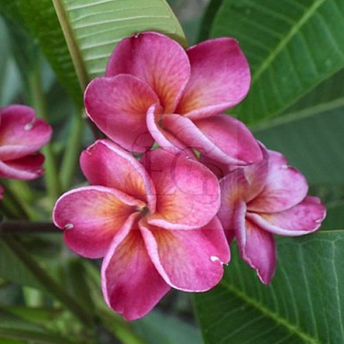 Plumeria rubra "Sutin Sun" JJ