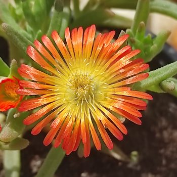 Delosperma Orange Wunder Delosperma Orange Wunder