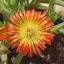 Delosperma Orange Wunder
