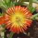 Delosperma Orange Wunder