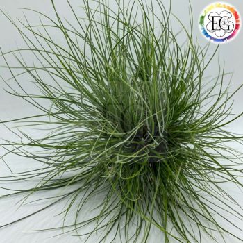 Tillandsia Bartramii PULK Wireball Tillandsia Bartramii PULK Wireball