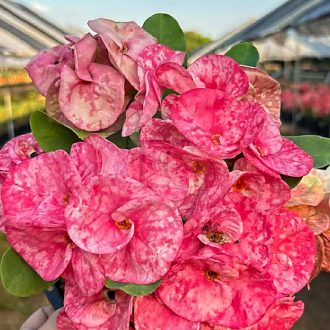 Euphorbia milii "Khong Kwan" (A89)