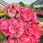 Euphorbia milii "Khong Kwan" (A89)