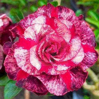 Adenium obesum "Tourmaline PM9" (TQC67)