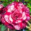 Adenium obesum "Tourmaline PM9" (TQC67)