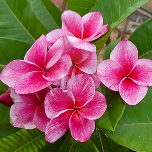 Plumeria rubra "Kled Tabtim"