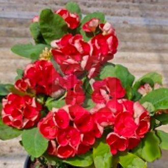 Euphorbia milii "Red Thawee Choke" (ST-1)