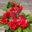 Euphorbia milii "Red Thawee Choke" (ST-1)