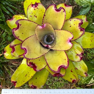 Neoregelia Ninja Pink