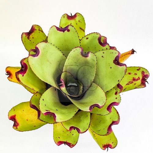Neoregelia Ninja Pink